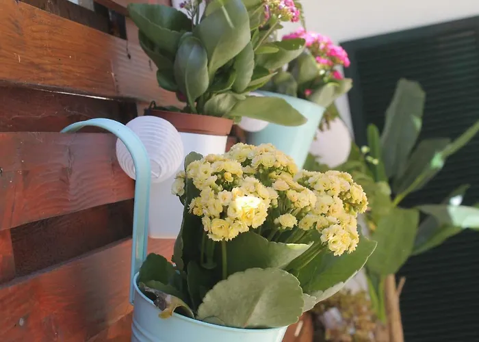 Casa Camelias Vakantiehuis *